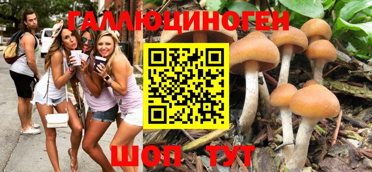 Псилоцибиновые грибы мицелий Владивосток